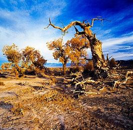 科乐美《伊甸星原》漫改主机游戏仍在开发中 开放世界游戏