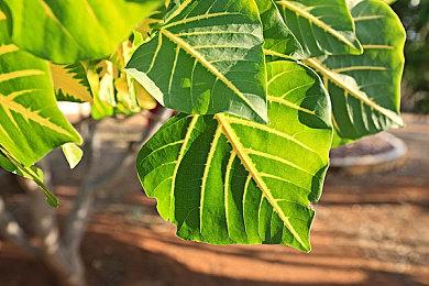 微软总裁称收购动视暴雪很公平 因为索尼独占更多